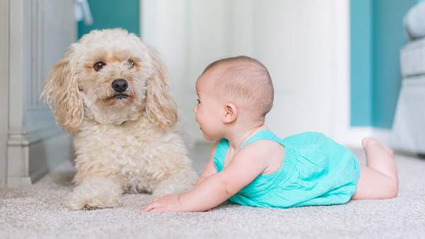 Natural Cleaning Guide: 11 Ingredients and Products that are Safe to Use Around Children and Pets