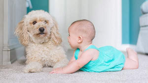 Natural Cleaning Guide: 11 Ingredients and Products that are Safe to Use Around Children and Pets
